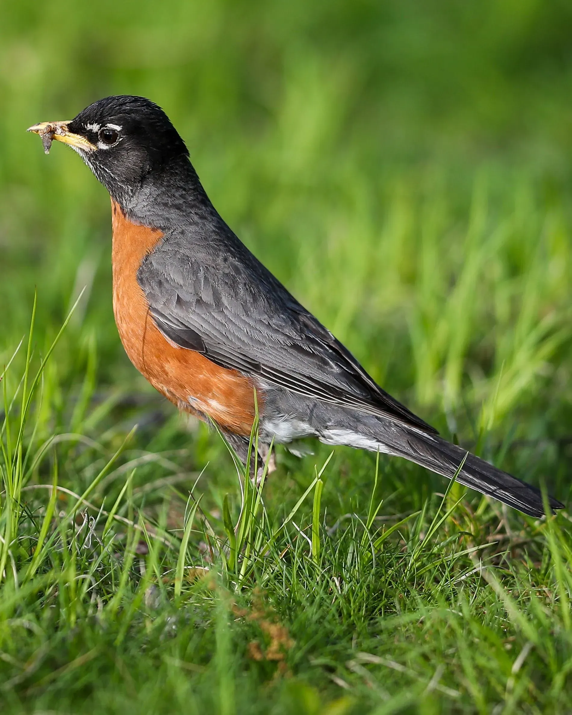 طائر روبن يقف على العشب، يحمل في منقاره دودة، مما يعكس سلوكياته أثناء الكسوف الكلي للشمس في أمريكا الشمالية.