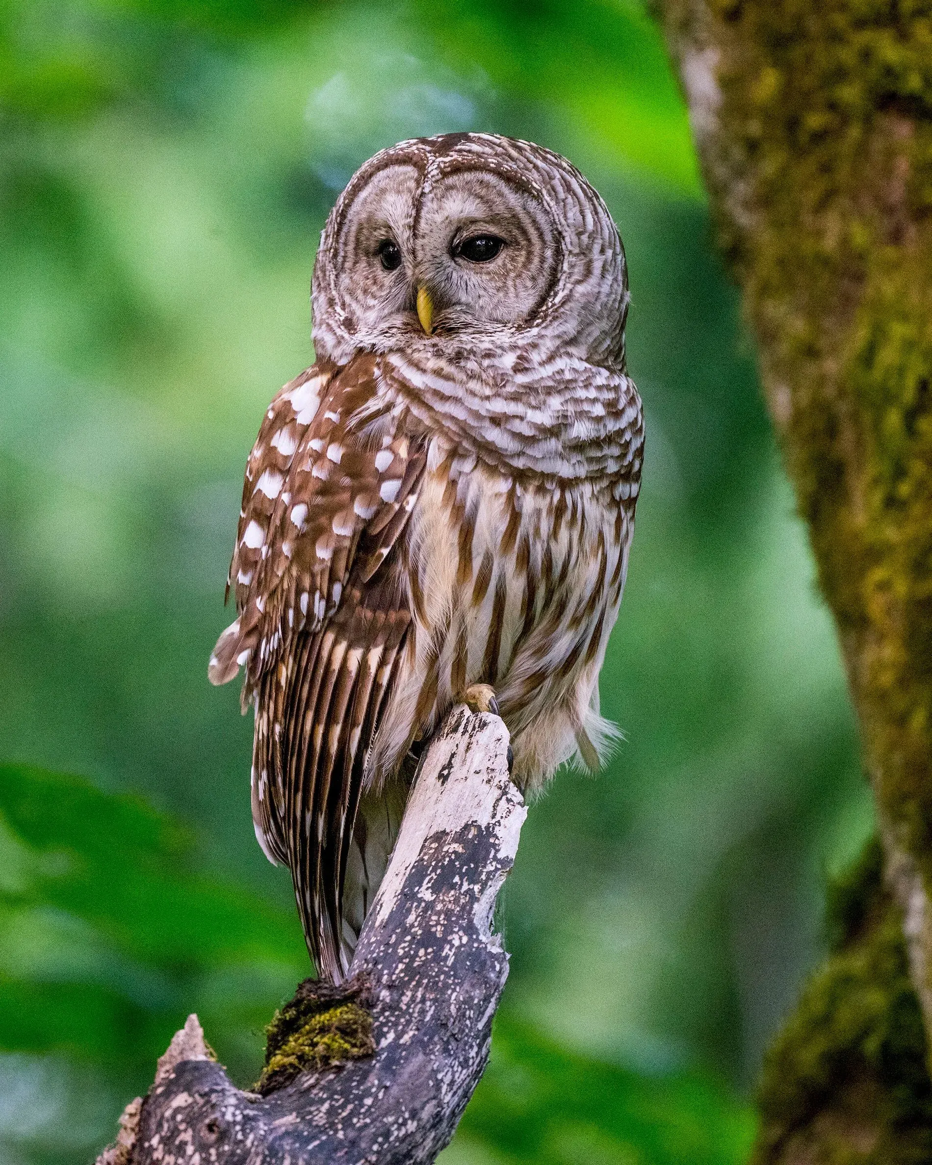 بومة جالسة على غصن شجرة، تظهر تفاصيل ريشها المميز. الصورة تتعلق بدراسة حول تأثير الكسوف الشمسي على سلوك الطيور.