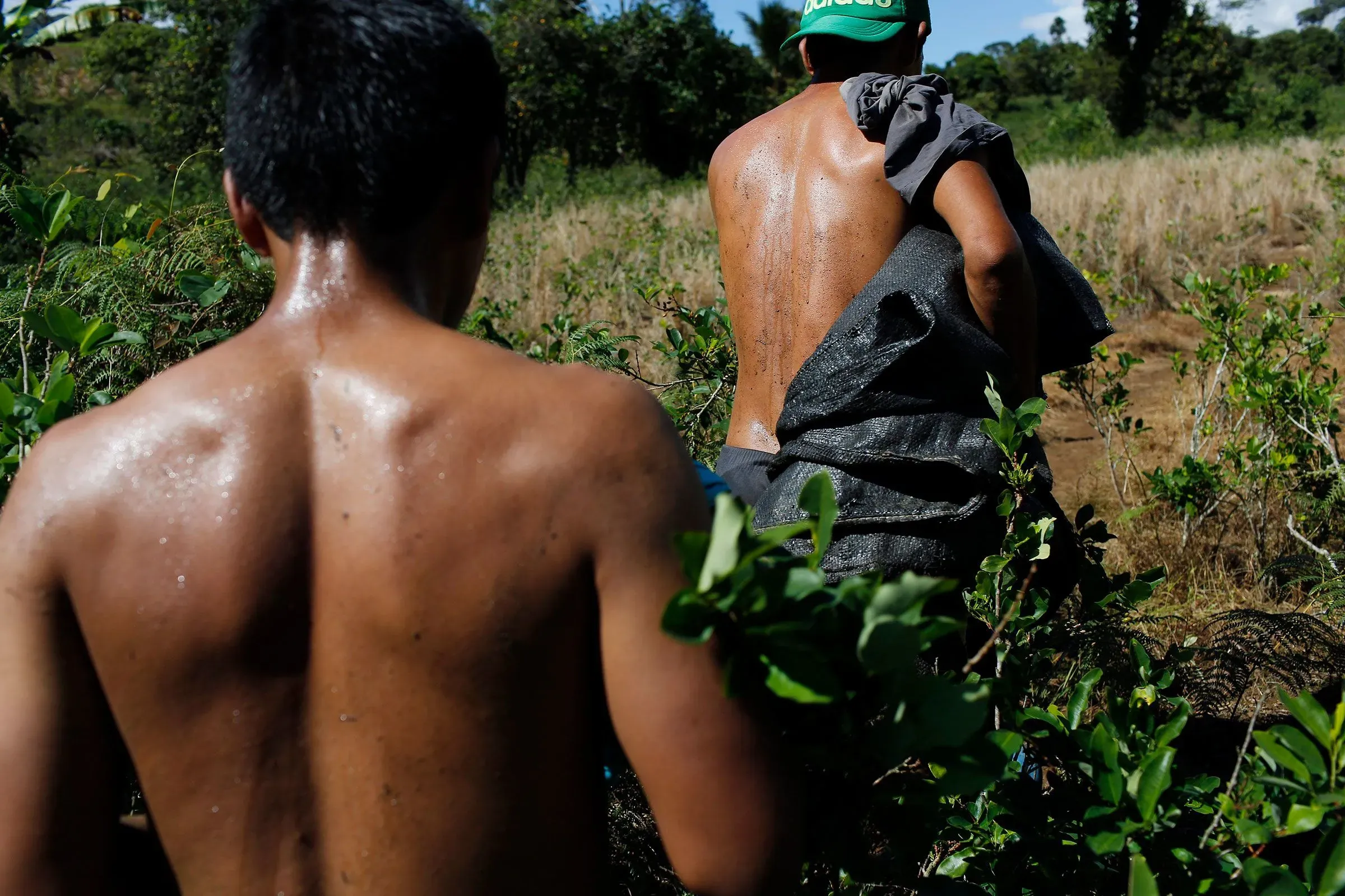 رجال يحملون أكياسًا في حقل، يظهرون من الخلف، مع التركيز على العمل الشاق في زراعة المخدرات، في سياق الحرب على المخدرات الأمريكية.
