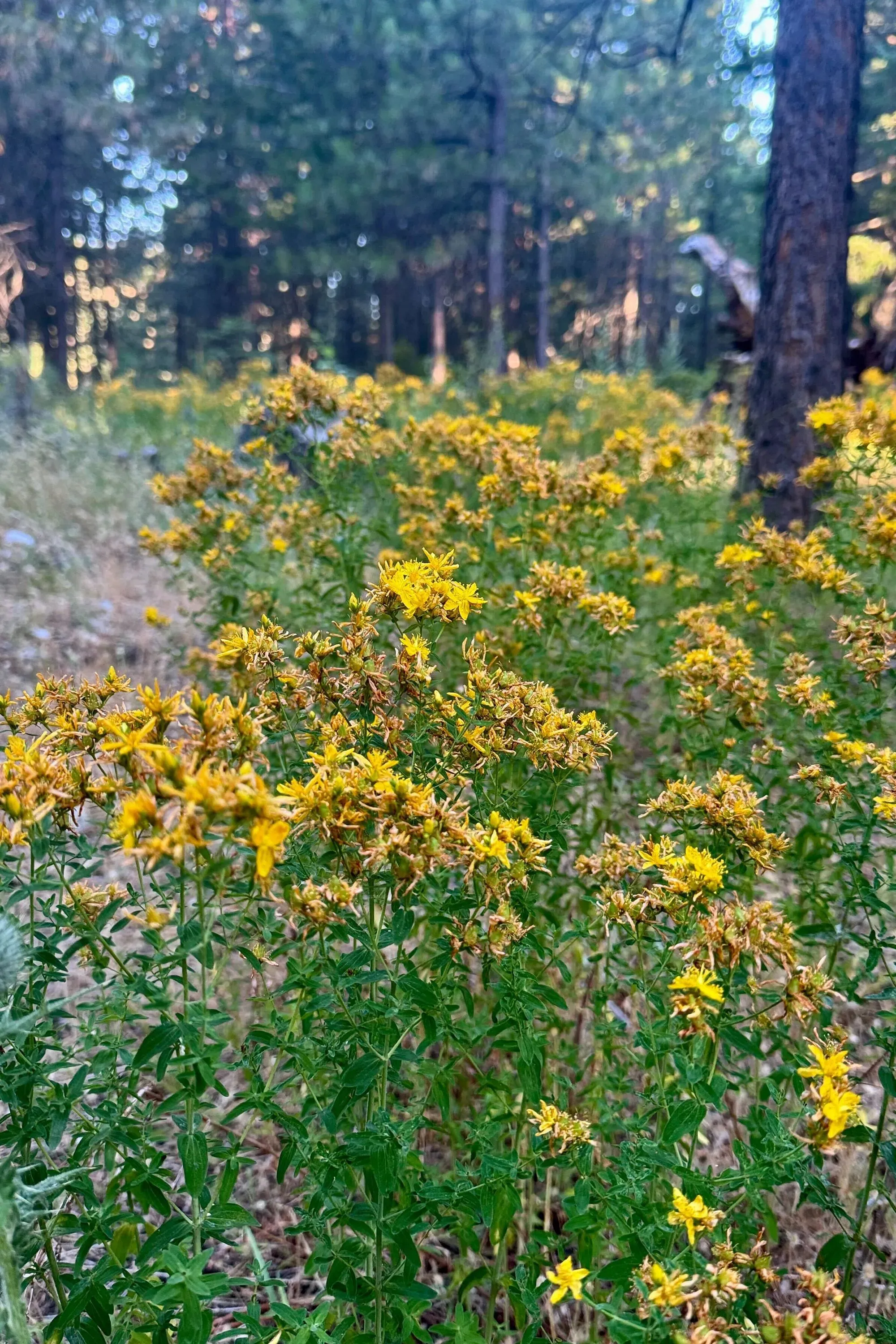 زهور صفراء تنمو في غابة، محاطة بأشجار خضراء، تعكس جمال الطبيعة وهدوء البيئة، مما يعزز موضوع العلاج بالمخدرات مثل السيلوسيبين.