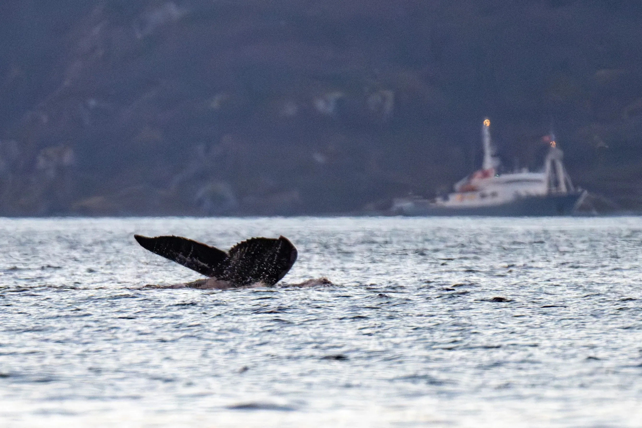 ذيل حوت يظهر فوق سطح الماء بالقرب من سفينة في الخلفية، مما يبرز تأثير تغير المناخ على البيئة البحرية.