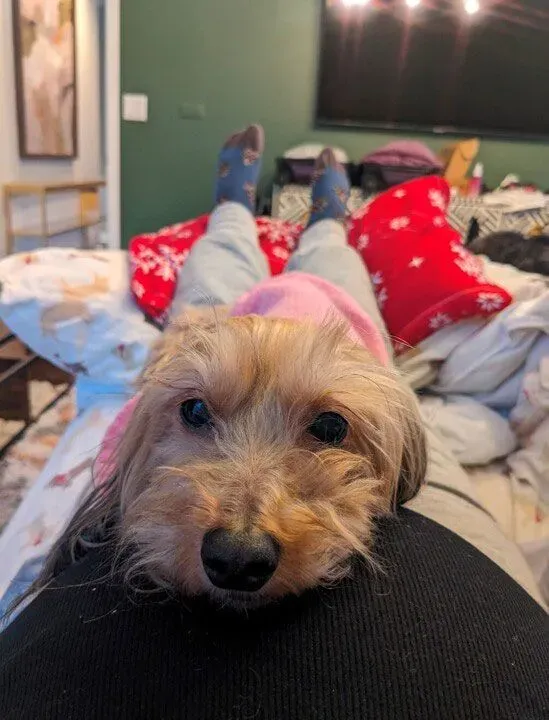 صورة تظهر كلبًا صغيرًا مستلقيًا على بطن شخص مستلقٍ على السرير، محاطًا بوسائد حمراء، في غرفة مريحة.