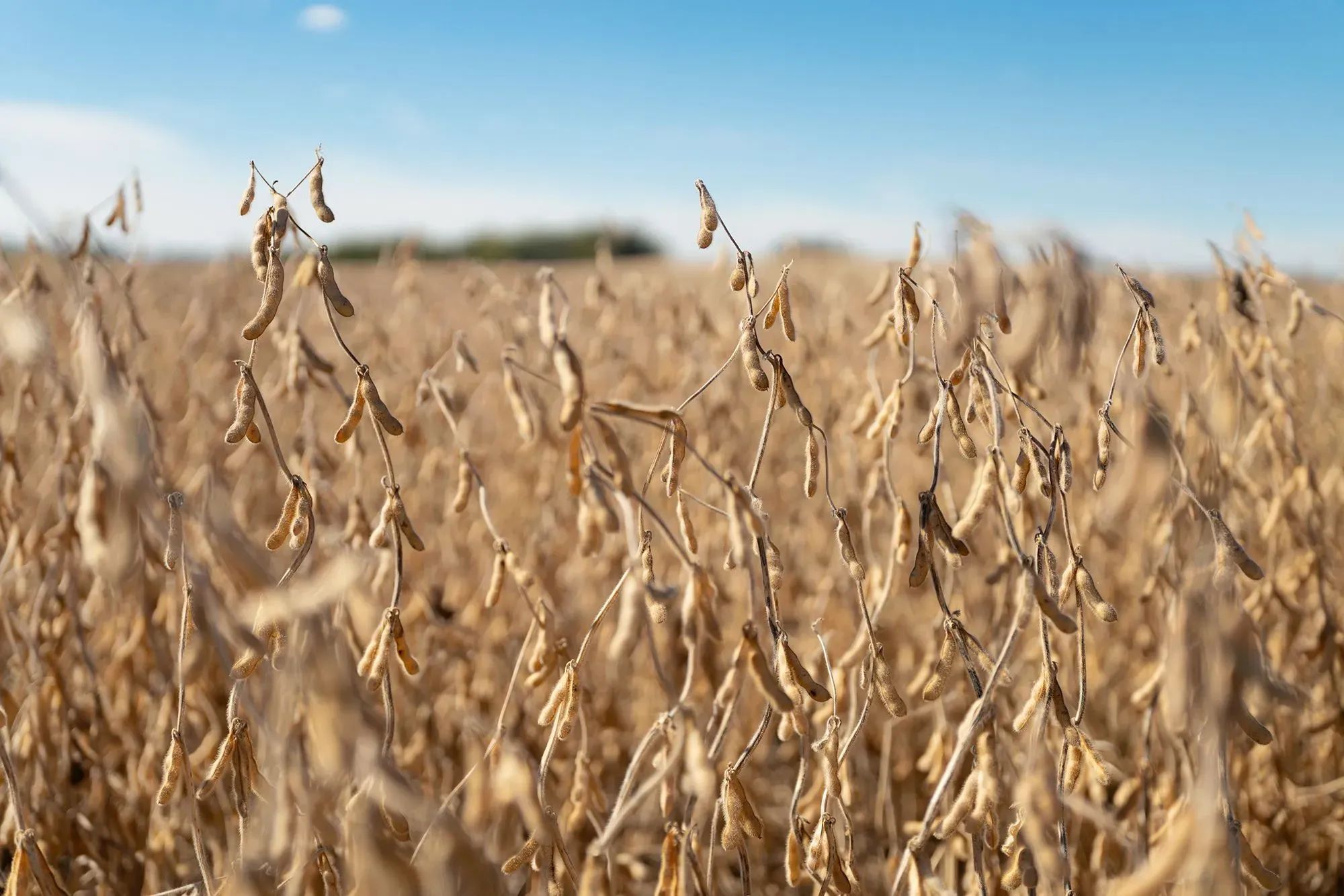 حقول فول الصويا الجافة تحت سماء زرقاء، تمثل جزءًا من الصادرات الأمريكية المستهدفة من قبل الاتحاد الأوروبي في ظل التوترات التجارية.