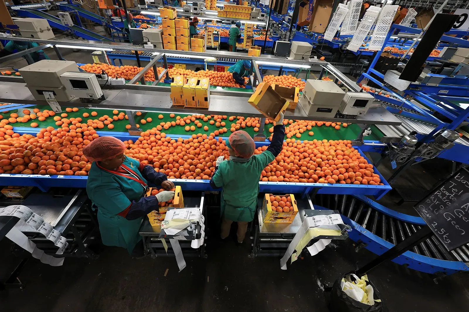 عمال يقومون بتعبئة البرتقال في مصنع، مما يعكس تأثير الرسوم الجمركية الأمريكية على صادرات الفواكه الأفريقية.