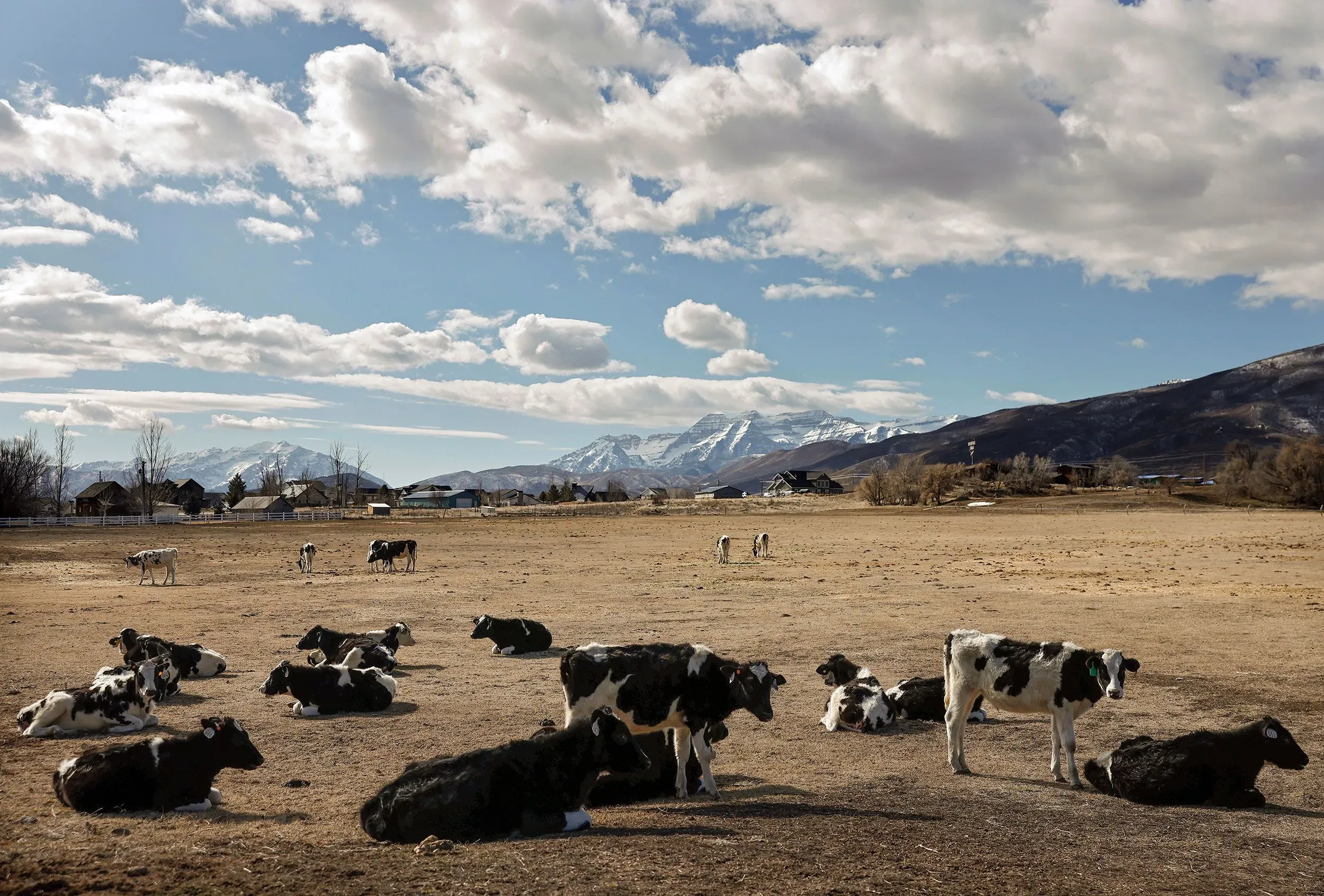 حيوانات الأبقار ترعى في حقل جاف بالقرب من جبال روكي، مما يعكس تأثير الجفاف على الزراعة في حوض نهر كولورادو.