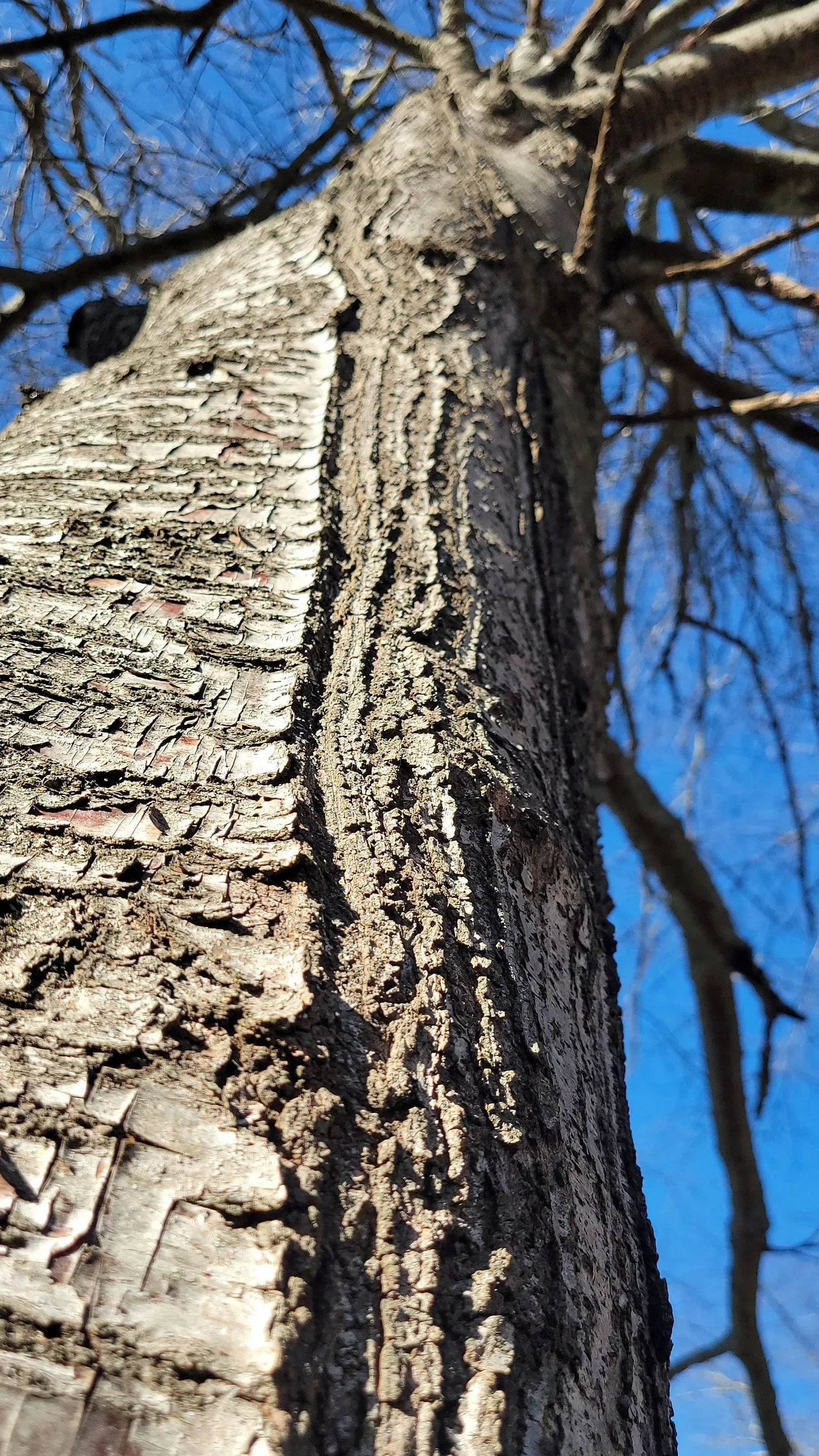 ندبة خشنة تمتد على جذع شجرة كرز في جامعة فرجينيا للتكنولوجيا، تشير إلى ظاهرة "تشققات الصقيع" بسبب البرد القارس.