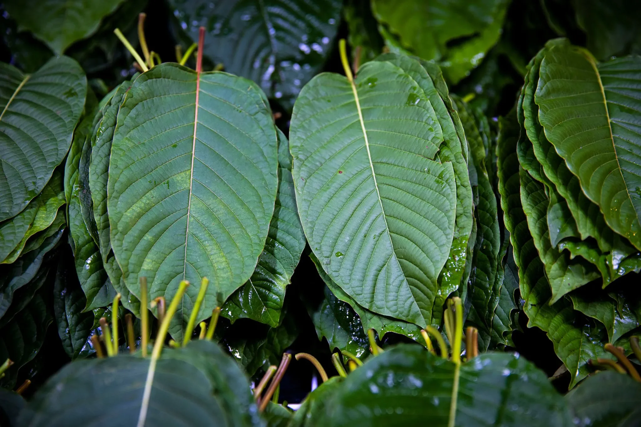 أوراق الكراتوم الخضراء الطازجة لنبتة Mitragyna speciosa، المرتبطة بحالات التسمم والإدمان في جامعات ميسيسيبي.