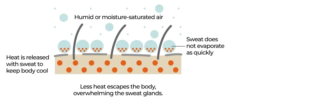 توضح الصورة تأثير الرطوبة على تبخر العرق، حيث يعيق الهواء المشبع بالرطوبة فقدان الحرارة، مما يزيد من خطر الإجهاد الحراري.