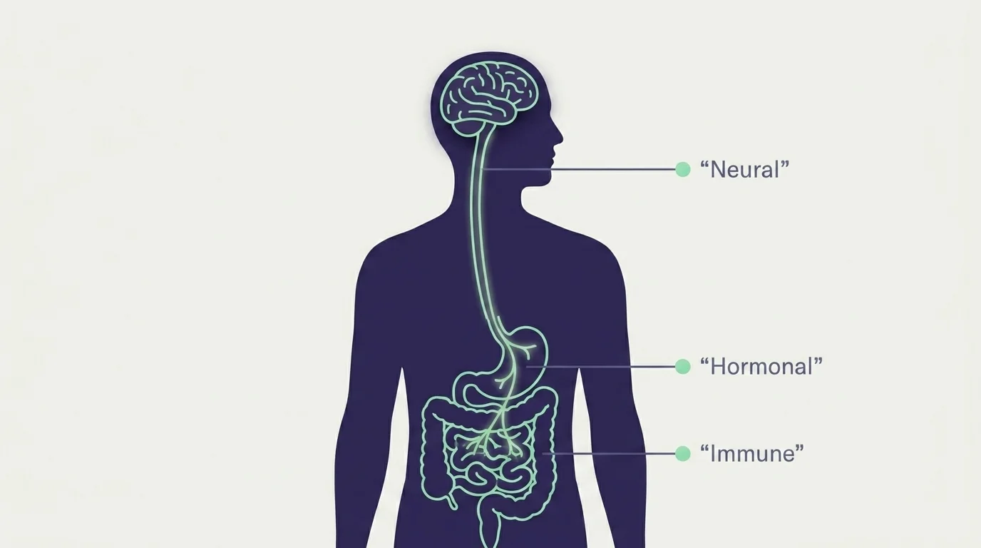 Editorial diagram of the gut-brain axis showing brain, vagus nerve, and digestive tract with three labelled signal channels