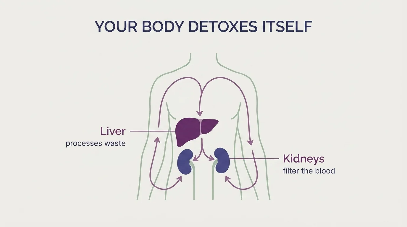 Flat medical diagram of a torso with the liver and kidneys highlighted, showing how the body filters its own waste