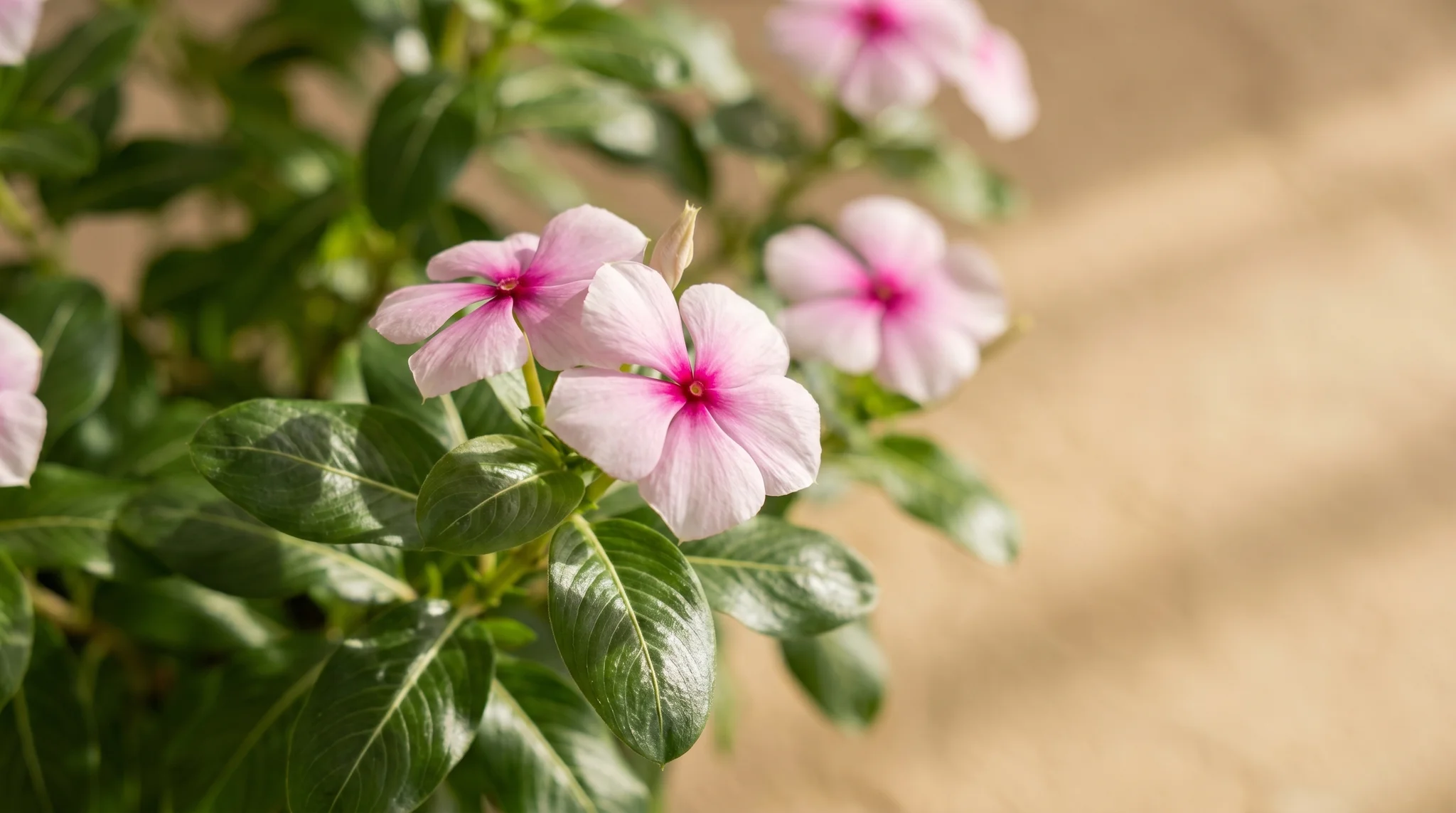 Botanical close-up of a flowering rosy periwinkle plant with pink blooms and deep green leaves