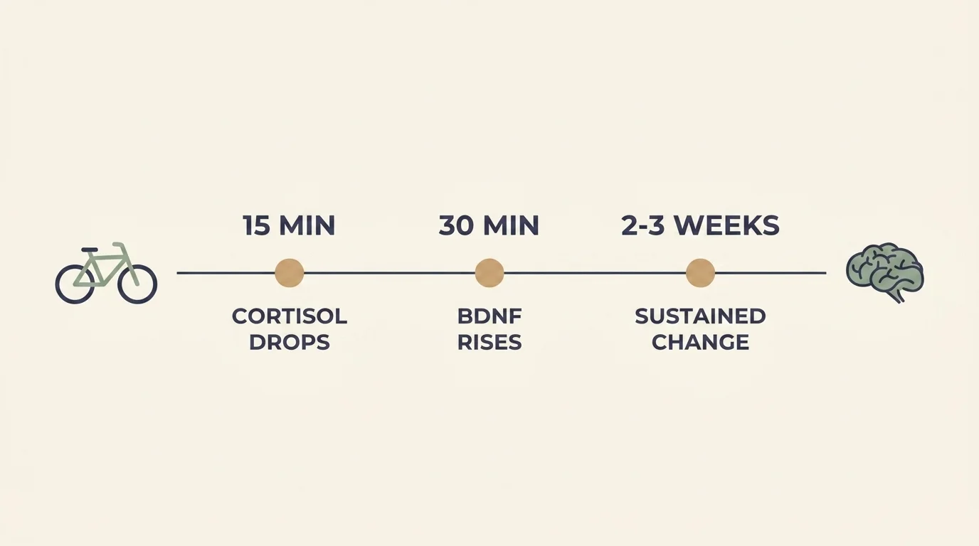 Timeline of cycling's mental-health onset: cortisol drops at 15 minutes, BDNF rises at 30, sustained change by 2-3 weeks