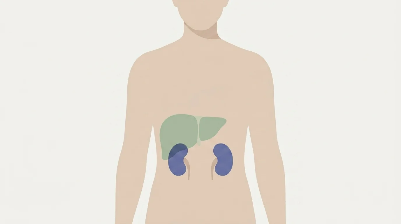 A stylized human torso silhouette with the liver and kidneys highlighted, the body's own detox organs