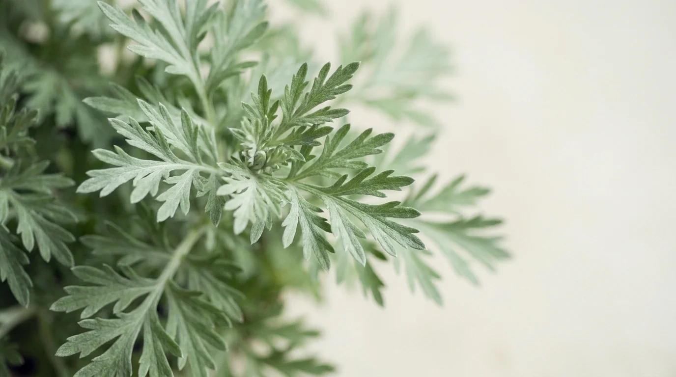 Close-up of sweet wormwood, Artemisia annua, feathery green leaves in soft natural light against a blurred cream background