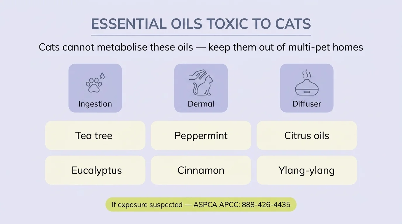 Essential oils toxic to cats: tea tree, peppermint, citrus, eucalyptus, cinnamon, ylang-ylang — ingestion, dermal, diffuser