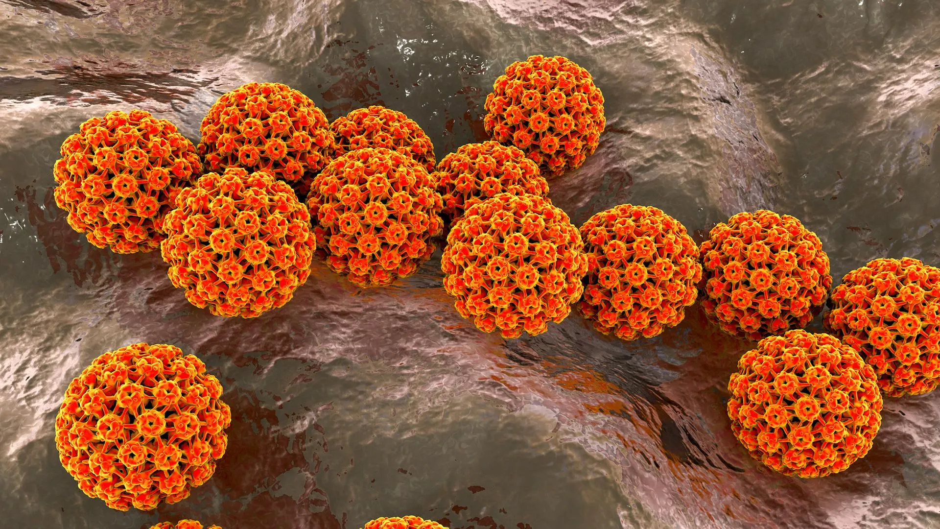 فيروس الورم الحليمي البشري (HPV) المجسم بألوان برتقالية وحمراء، مرتبط بسرطان عنق الرحم وأهمية التطعيم للوقاية من السرطان.