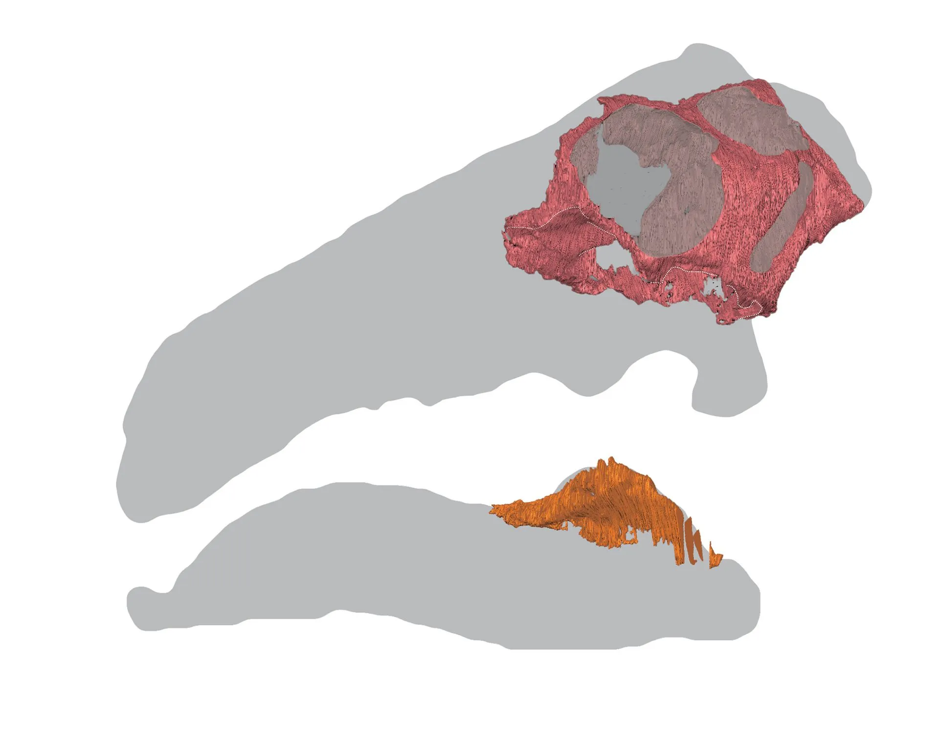 نموذج ثلاثي الأبعاد بالأشعة المقطعية لجمجمة وفك ديناصور مدرع من نوع Nipponopelta yezoensis المكتشف في جزيرة هوكايدو اليابانية.