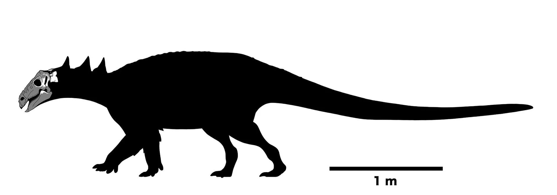 رسم توضيحي لديناصور مدرّع من نوع Nipponopelta yezoensis يظهر شكله وحجمه مع مقياس طول يوضح حوالي متر واحد.