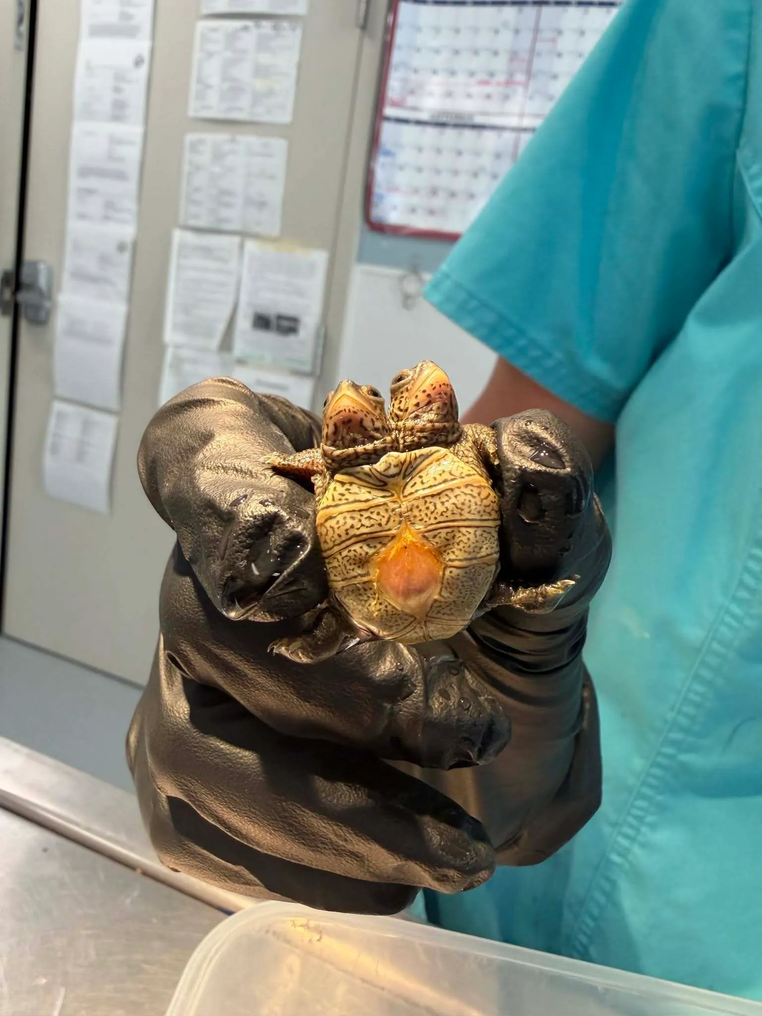 سلحفاة صغيرة من نوع diamondback terrapin برأسين تحملها يد مرتدية قفازًا أسود في مركز رعاية الحياة البرية بكيب ماساتشوستس.