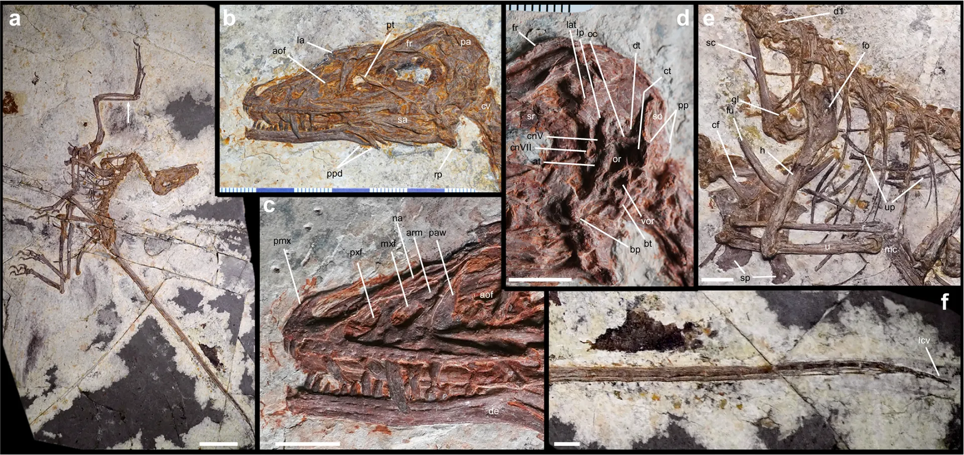 حفريات ديناصور Norellraptor barsboldi رباعي الأجنحة من العصر الطباشيري المبكر في الصين، تظهر تفاصيل الجمجمة والعظام مع تسميات تشريحية توضح تطور الطيران المستقل.