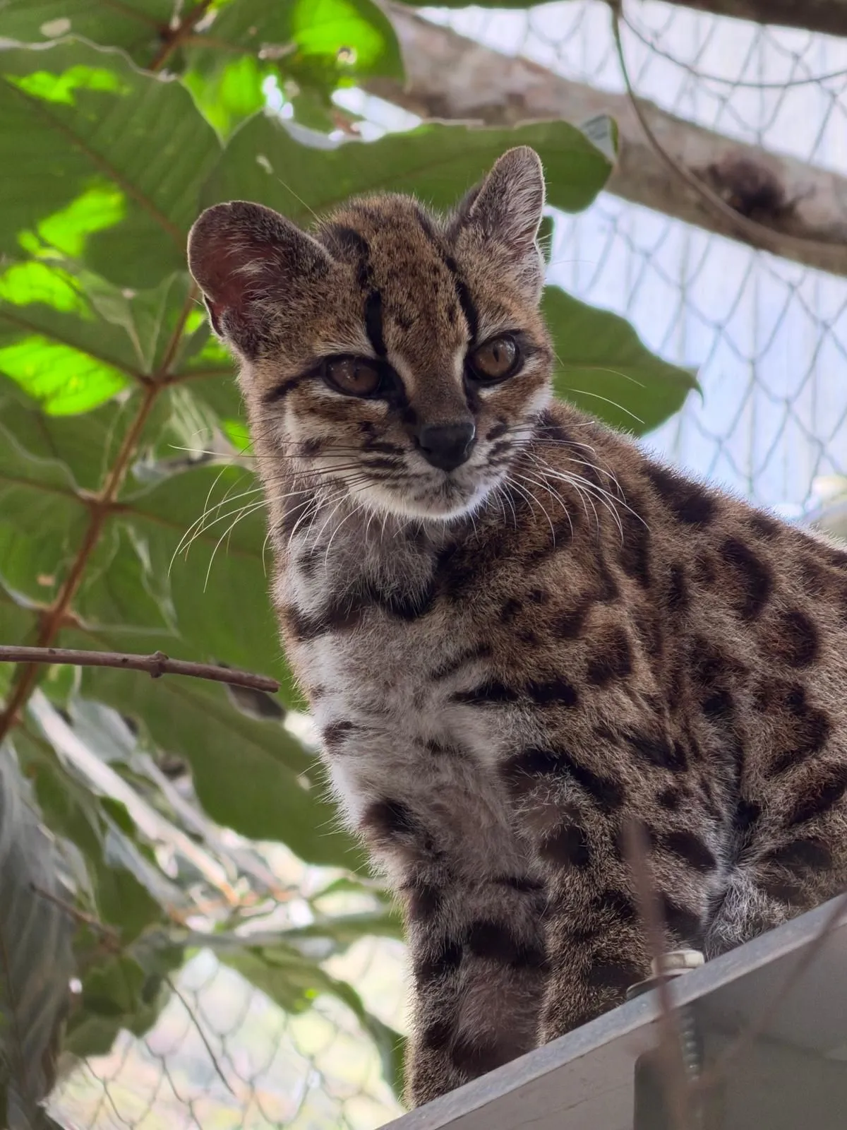 قطّة برية صغيرة من نوع Leopardus tilcayo ذات فراء مرقط، تعيش في غابات اليونغاس السحابية في بوليفيا، تم اكتشافها حديثاً بعد دراسة جينومية شاملة.