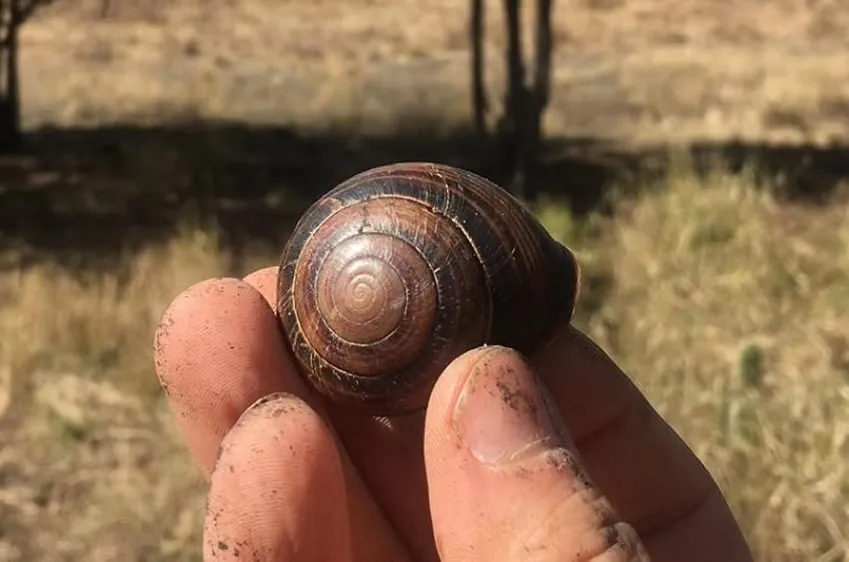 يد تحمل قوقعة حلزون بري صغير من نوع Figuladra bayensis، مستخدمة في دراسة أسترالية لإعادة بناء سجلات مناخية وأحداث أعاصير متطرفة عبر حلقات نمو القوقعة.