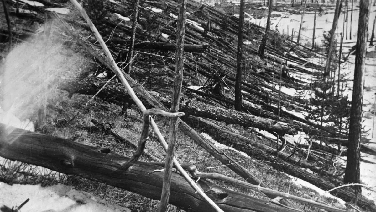 أشجار مدمرة ومتساقطة في منطقة تونغوسكا بسيبيريا بعد انفجار كويكب عام 1908، يظهر أثر موجات الصدمة على الغطاء النباتي.