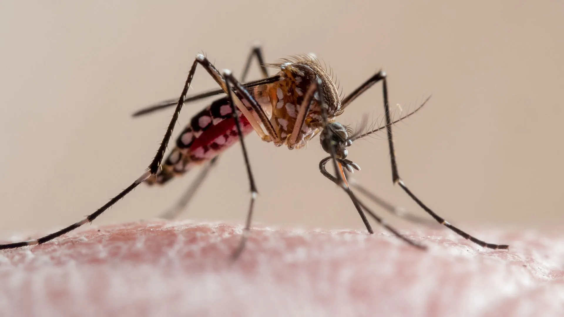 بعوضة Aedes aegypti وهي تمتص الدم، الناقلة الرئيسية لحمى الضنك التي تفشت محلياً في مقاطعة هيلزبره بفلوريدا هذا الخريف.